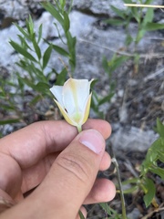 Calochortus bruneaunis