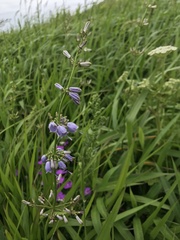 Adenophora triphylla