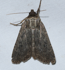 Spaelotis unicava
