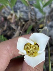 Calochortus bruneaunis
