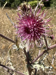 Cirsium douglasii