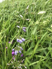 Adenophora triphylla