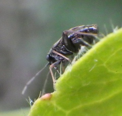 Spanagonicus albofasciatus