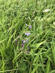 Adenophora triphylla