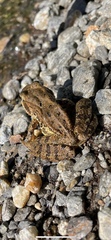 Rana cascadae