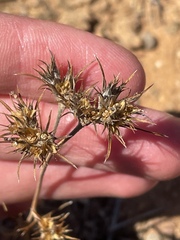 Eriastrum filifolium