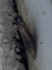 Papilio polyxenes