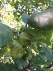 Corylus heterophylla