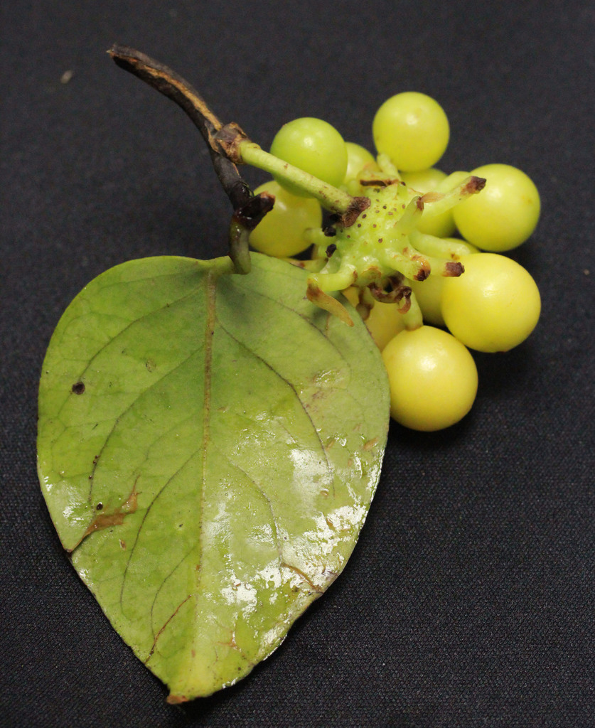 Kadsura scandens