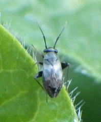 Spanagonicus albofasciatus