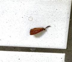 Arctioblepsis rubida