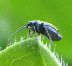 Spanagonicus albofasciatus