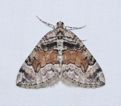 Dysstroma colvillei