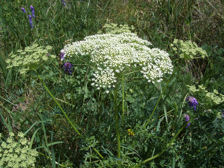 Cnidium silaifolium