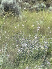 Calochortus macrocarpus