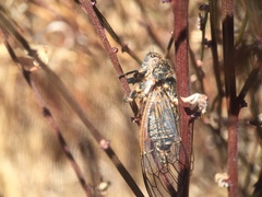 Clidophleps