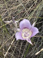 Calochortus macrocarpus