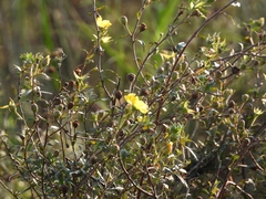 Ludwigia sericea