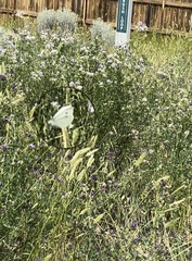 Pieris rapae