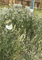 Pieris rapae