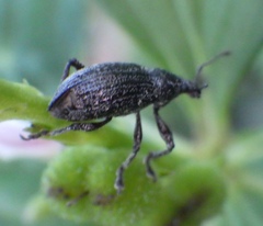 Lachnopus floridanus
