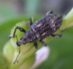 Lachnopus floridanus