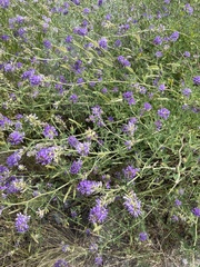 Medicago sativa
