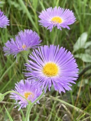 Erigeron glabellus pubescens