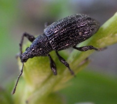 Lachnopus floridanus