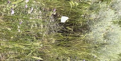 Pieris rapae