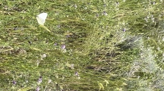 Pieris rapae