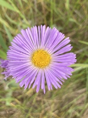 Erigeron glabellus pubescens
