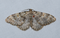 Zenophleps obscurata