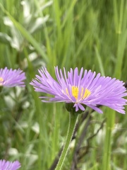 Erigeron glabellus pubescens