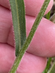 Erigeron glabellus pubescens