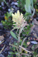 Castilleja lutescens