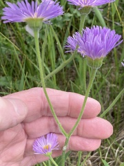 Erigeron glabellus pubescens
