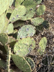 Phyllosticta concava