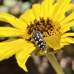 Acmaeodera bacchariphaga