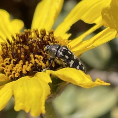 Acmaeodera bacchariphaga