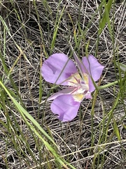 Calochortus macrocarpus