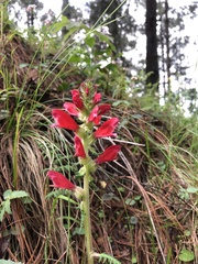 Lamourouxia multifida