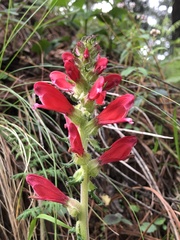 Lamourouxia multifida