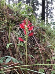 Lamourouxia multifida