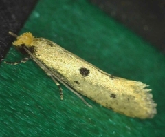Tinea trinotella
