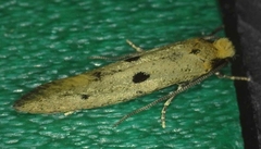 Tinea trinotella