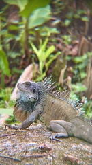 Iguana iguana