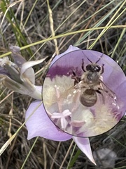 Apis mellifera