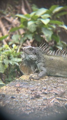 Iguana iguana
