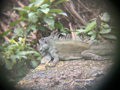 Iguana iguana